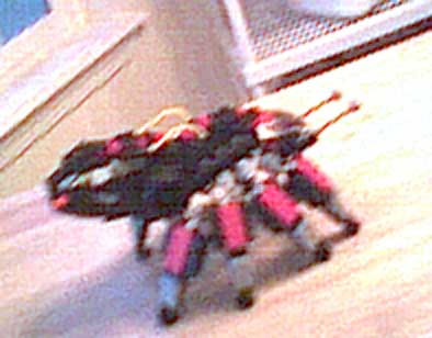 spiderlegotopside.jpg