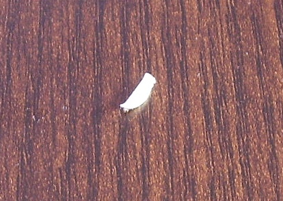 010.jpg