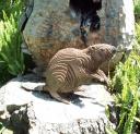beaver69.jpg