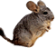 chinchilla7.gif