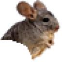 chinchilla5.jpg