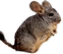 chinchilla7.gif