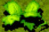 plantdaikau.jpg