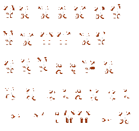 metrubrownlimbs.bmp