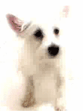 dogscreen.gif