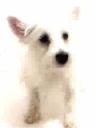 dogscreen.gif