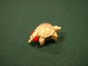 space_turtle.jpg
