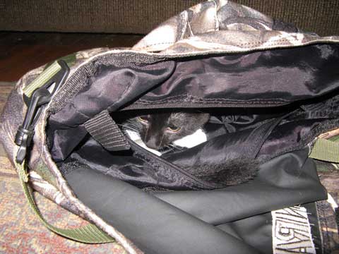 cat-photo-bag.jpg
