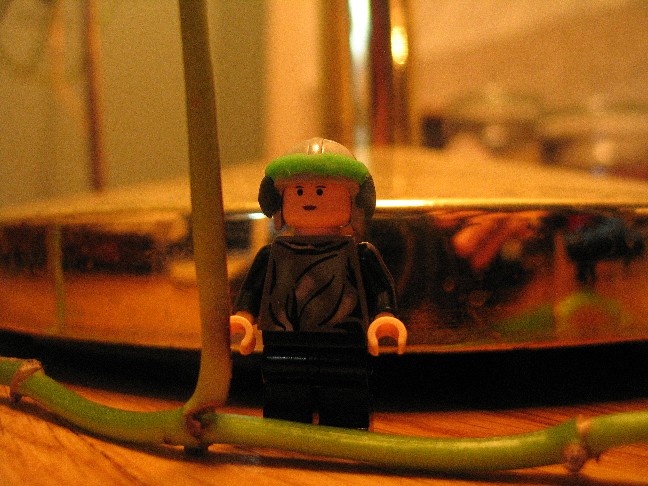 leia.jpg