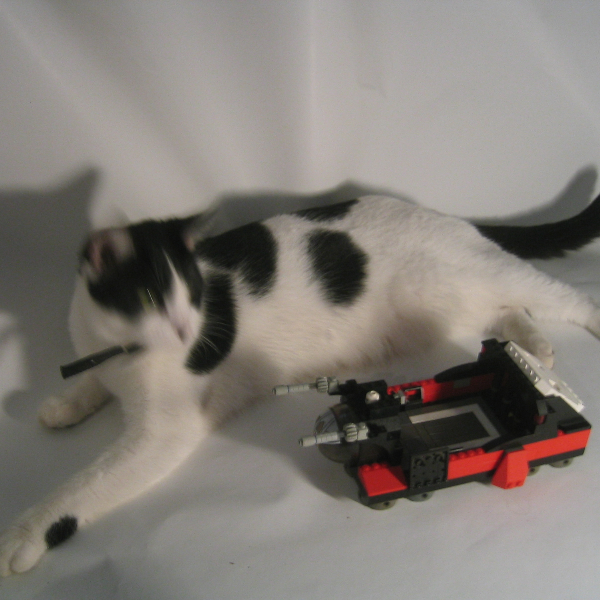 cat_shot.jpg