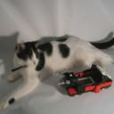 cat_shot.jpg