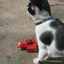cat_shot.jpg