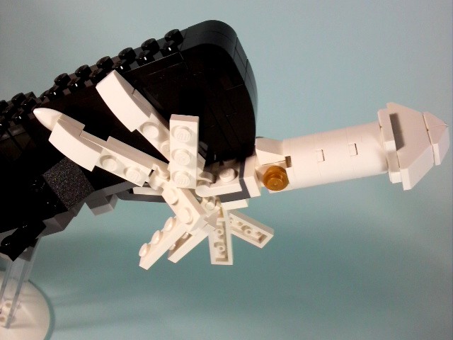 spermwhale_3.jpg