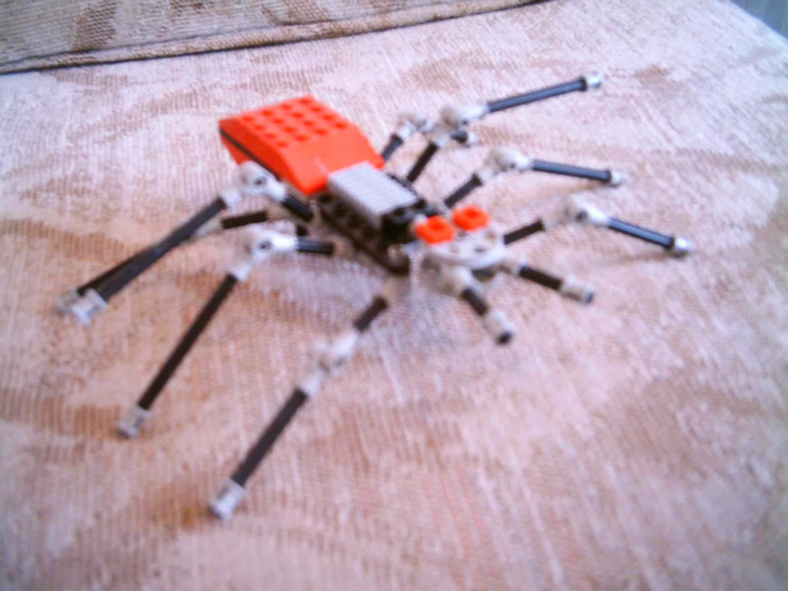 tarantula1.jpg