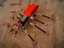 tarantula3.jpg