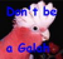 galah.png
