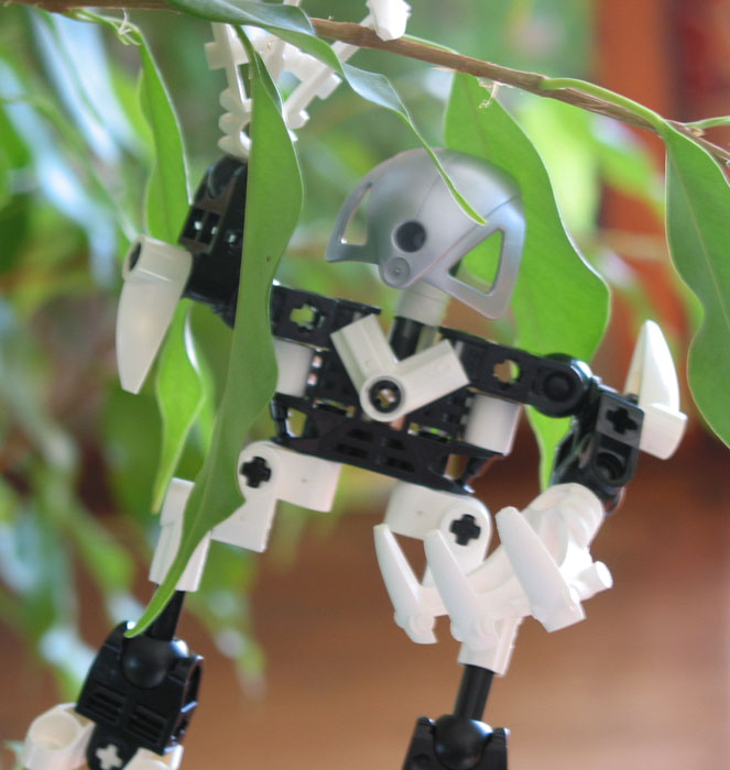 phyto11.jpg