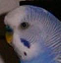 pip.jpg