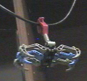 scorpion_hang.png