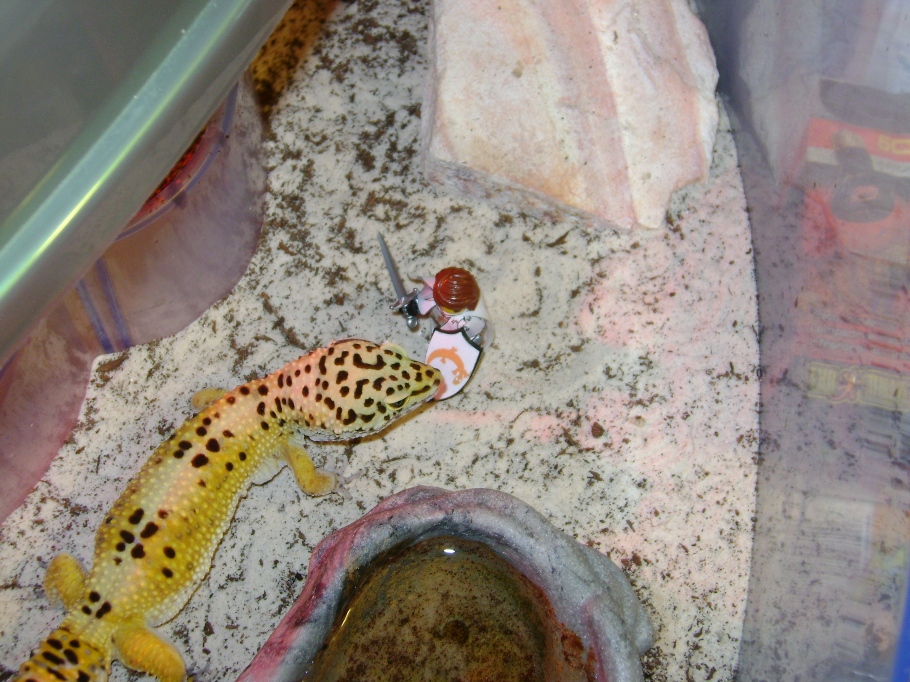 gecko_vs_dragon.jpg