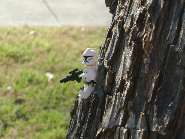 tree.jpg