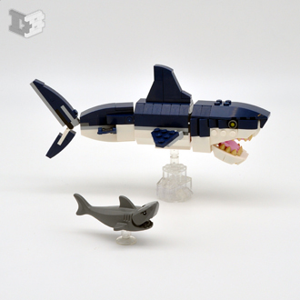 sharks-small.jpg