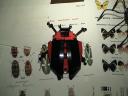dsc00860.jpg