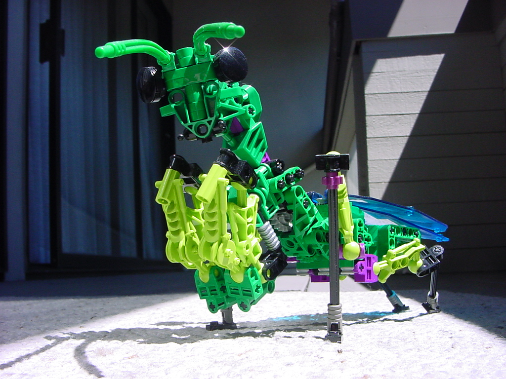 mantid_1.jpg