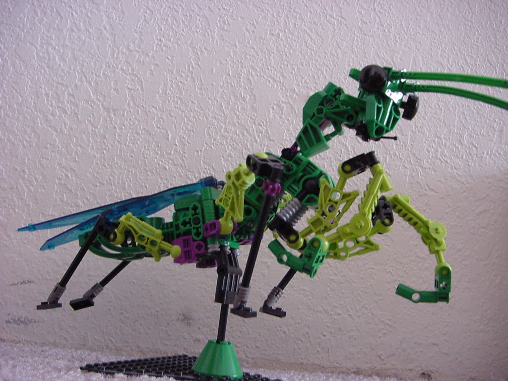 mantid_11.jpg