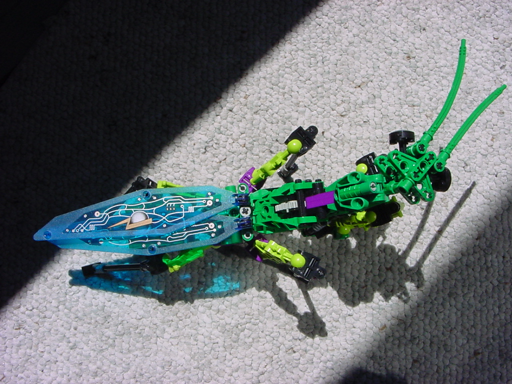mantid_4.jpg
