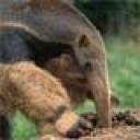 anteater.jpg