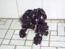 gorilla3.jpg