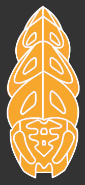 transorangekraata.jpg