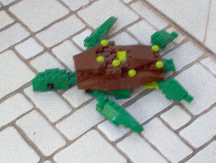 seaturtle.jpg