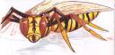 wasp_s.jpg