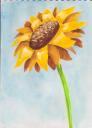 sunflower.jpg