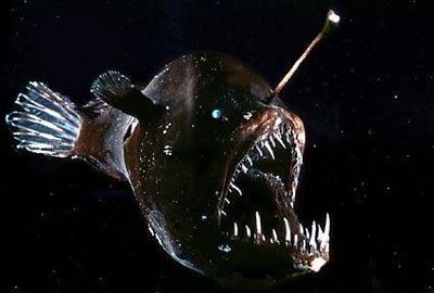 anglerfish01.jpg