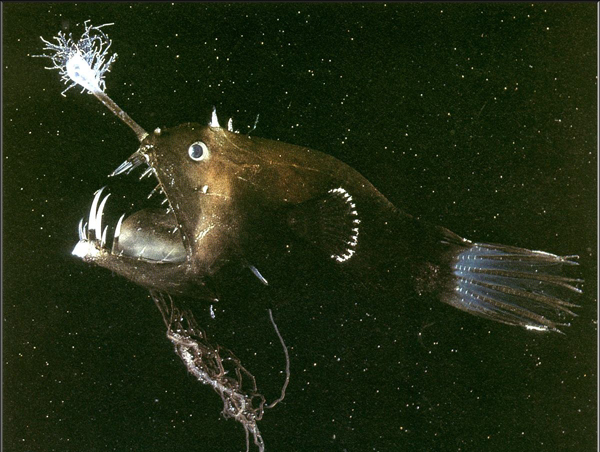 anglerfish04.jpg