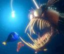 anglerfish03.jpg