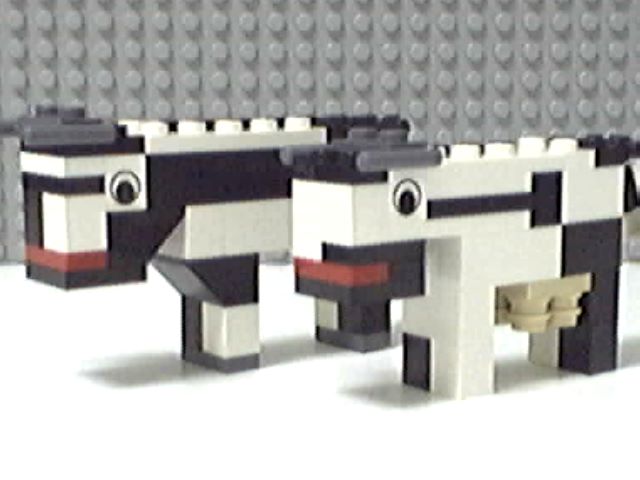 cow1.jpg
