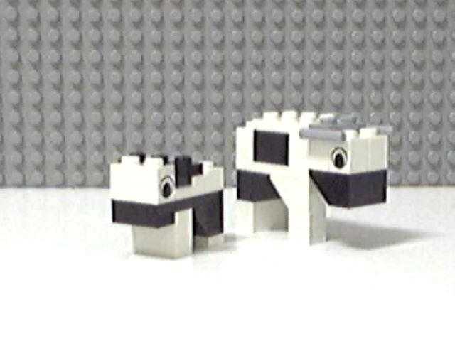 cow6.jpg