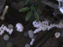 lego_birthday_jungle_diorama_42.jpg