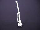 DinoLegBone