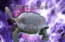 tortoiseforschool2.jpg