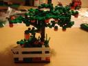 Orange-Tree
