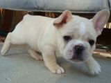 scrappy-french-bulldog.jpg
