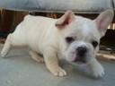 scrappy-french-bulldog.jpg