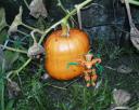 harvest005ani.gif