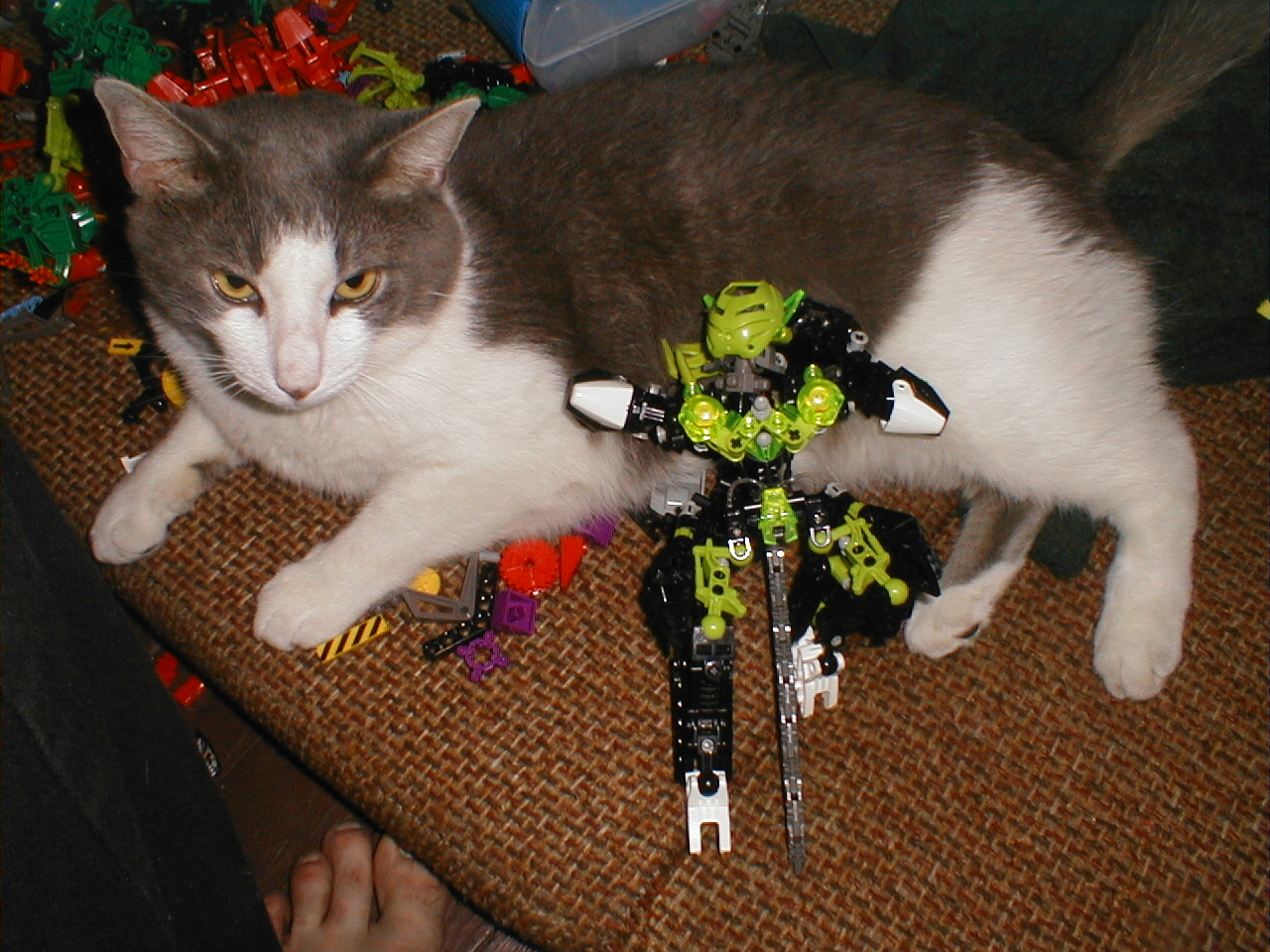 nyaneo008.jpg