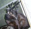 sid_antlers_08282008.jpg
